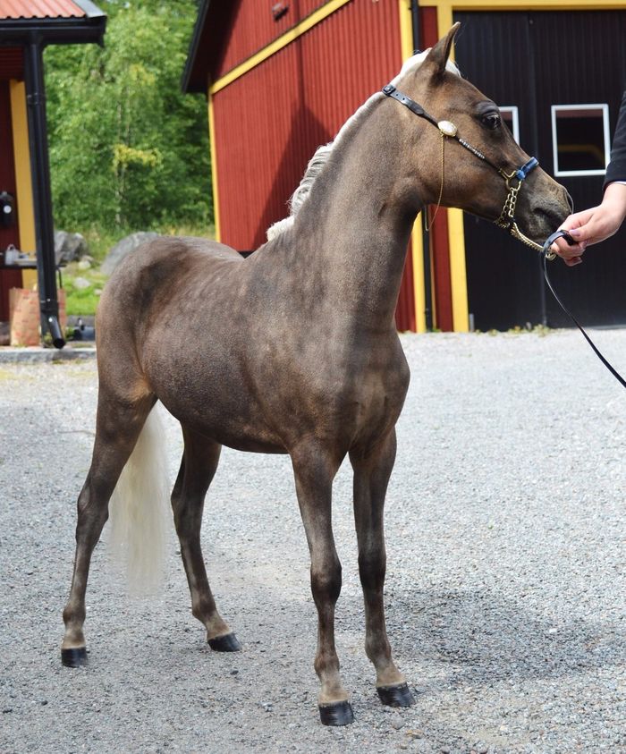 Utställning 2019